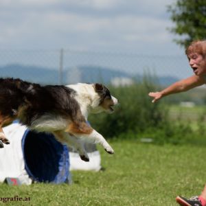 Agility Turnier des ÖSPSC