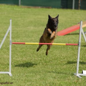 Agility Turnier des ÖSPSC