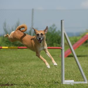 Agility Turnier des ÖSPSC