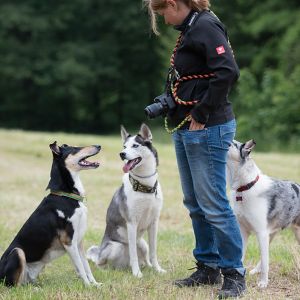 Kurzhaarcollie Treffen in Sulz im Wienerwald