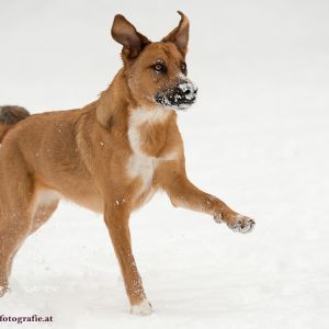 Silvester mit Hund im Hotel Grimming