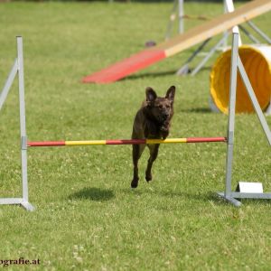 Agility Turnier des ÖSPSC