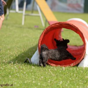 Agility Turnier des ÖSPSC