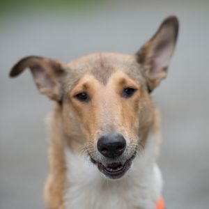 Kurzhaarcollie Treffen in Sulz im Wienerwald