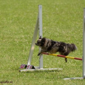 Agility Turnier des ÖSPSC