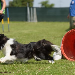 Agility Turnier des ÖSPSC