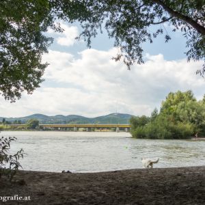 Hundestrand Donauinsel Nord