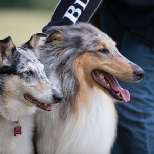 Kurzhaarcollie Treffen in Sulz im Wienerwald