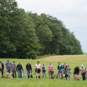 Kurzhaarcollie Treffen in Sulz im Wienerwald