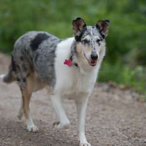 Kurzhaarcollie Treffen in Sulz im Wienerwald