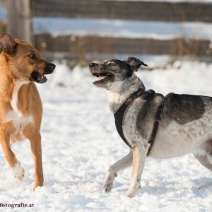 Silvester mit Hund im Hotel Grimming