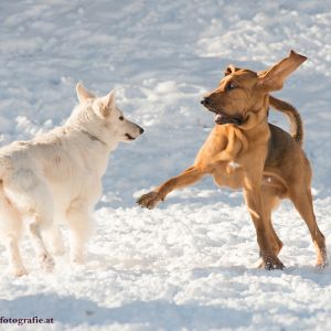 Silvester mit Hund im Hotel Grimming