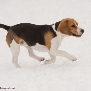 Silvester mit Hund im Hotel Grimming