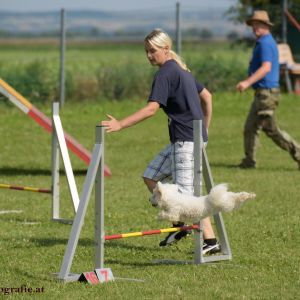 Agility Turnier des ÖSPSC
