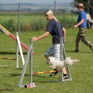 Agility Turnier des ÖSPSC