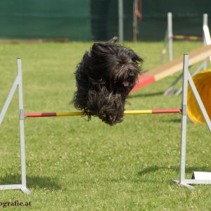 Agility Turnier des ÖSPSC