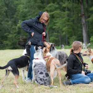 Kurzhaarcollie Treffen in Sulz im Wienerwald