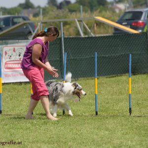 Agility Turnier des ÖSPSC