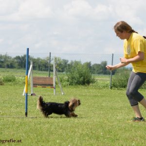 Agility Turnier des ÖSPSC