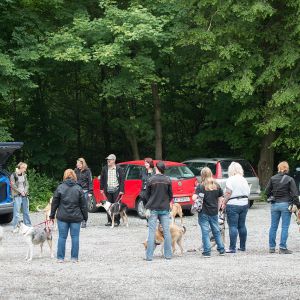 Kurzhaarcollie Treffen in Sulz im Wienerwald