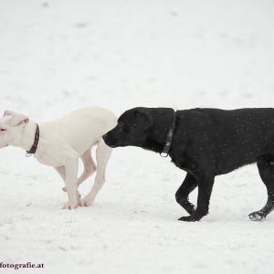 Silvester mit Hund im Hotel Grimming