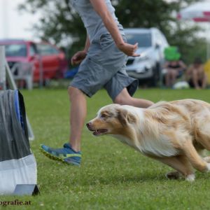 Agility Turnier des ÖSPSC