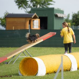 Agility Turnier des ÖSPSC