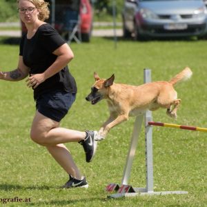 Agility Turnier des ÖSPSC