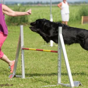 Agility Turnier des ÖSPSC