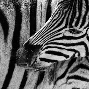 Burchell-Zebra