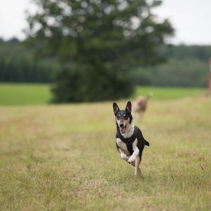 Kurzhaarcollie Treffen in Sulz im Wienerwald