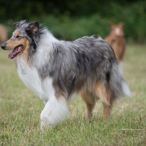 Kurzhaarcollie Treffen in Sulz im Wienerwald