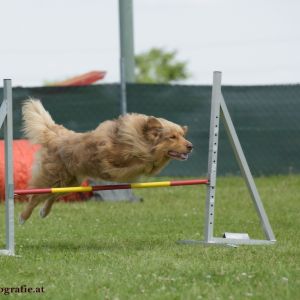 Agility Turnier des ÖSPSC