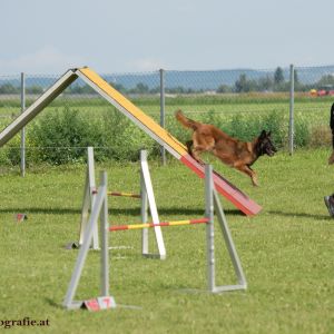 Agility Turnier des ÖSPSC