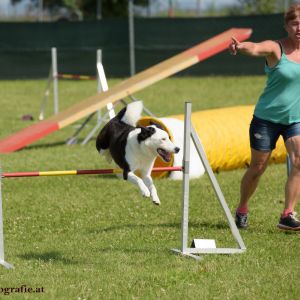 Agility Turnier des ÖSPSC