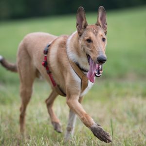 Kurzhaarcollie Treffen in Sulz im Wienerwald