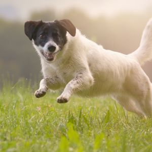 Urlaub mit Hund auf Gut Feuerschwendt