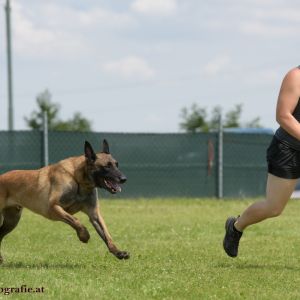 Agility Turnier des ÖSPSC