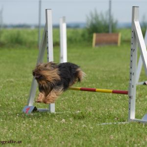 Agility Turnier des ÖSPSC