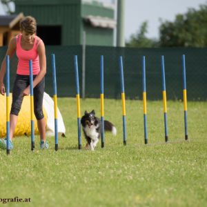 Agility Turnier des ÖSPSC