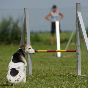 Agility Turnier des ÖSPSC