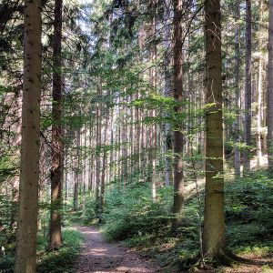 Wandern im Waldviertel