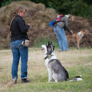 Kurzhaarcollie Treffen in Sulz im Wienerwald