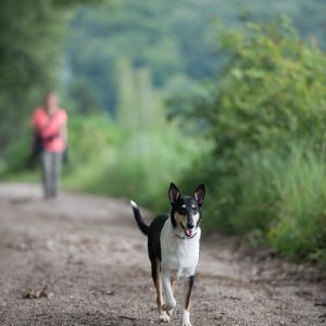 Kurzhaarcollie Treffen in Sulz im Wienerwald