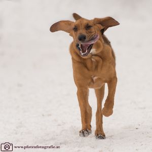 Silvester mit Hund im Hotel Grimming