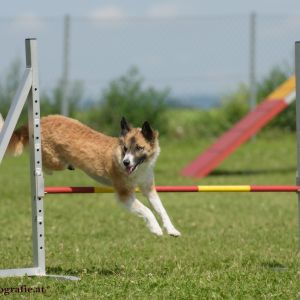 Agility Turnier des ÖSPSC