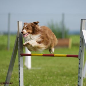 Agility Turnier des ÖSPSC