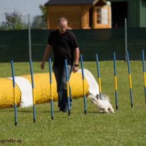 Agility Turnier des ÖSPSC