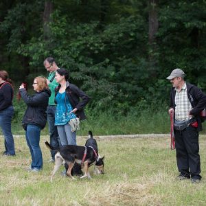 Kurzhaarcollie Treffen in Sulz im Wienerwald