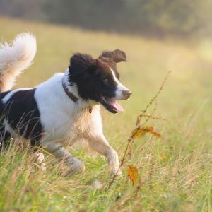 Urlaub mit Hund auf Gut Feuerschwendt